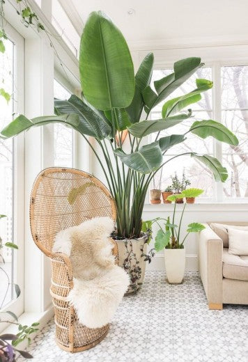 Haal planten in je interieur